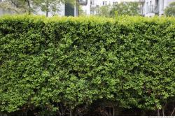 Hedges